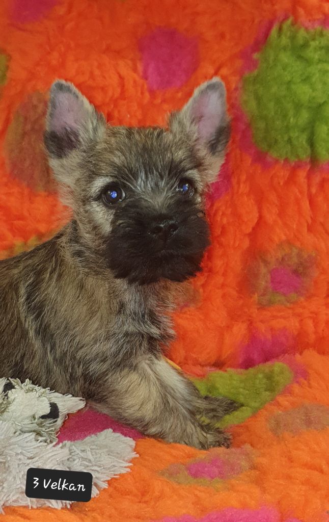 des feux follets de la pataudière - Chiot disponible  - Cairn Terrier