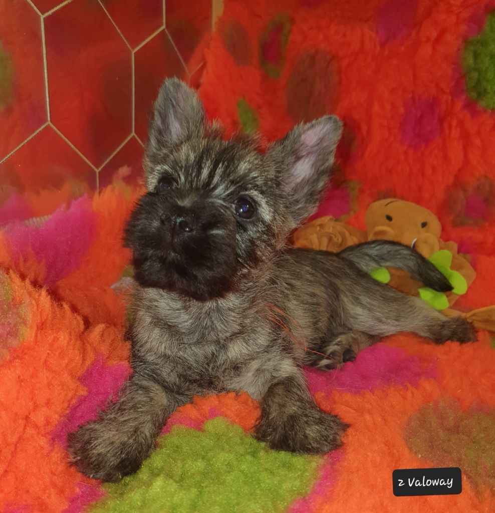 des feux follets de la pataudière - Chiot disponible  - Cairn Terrier