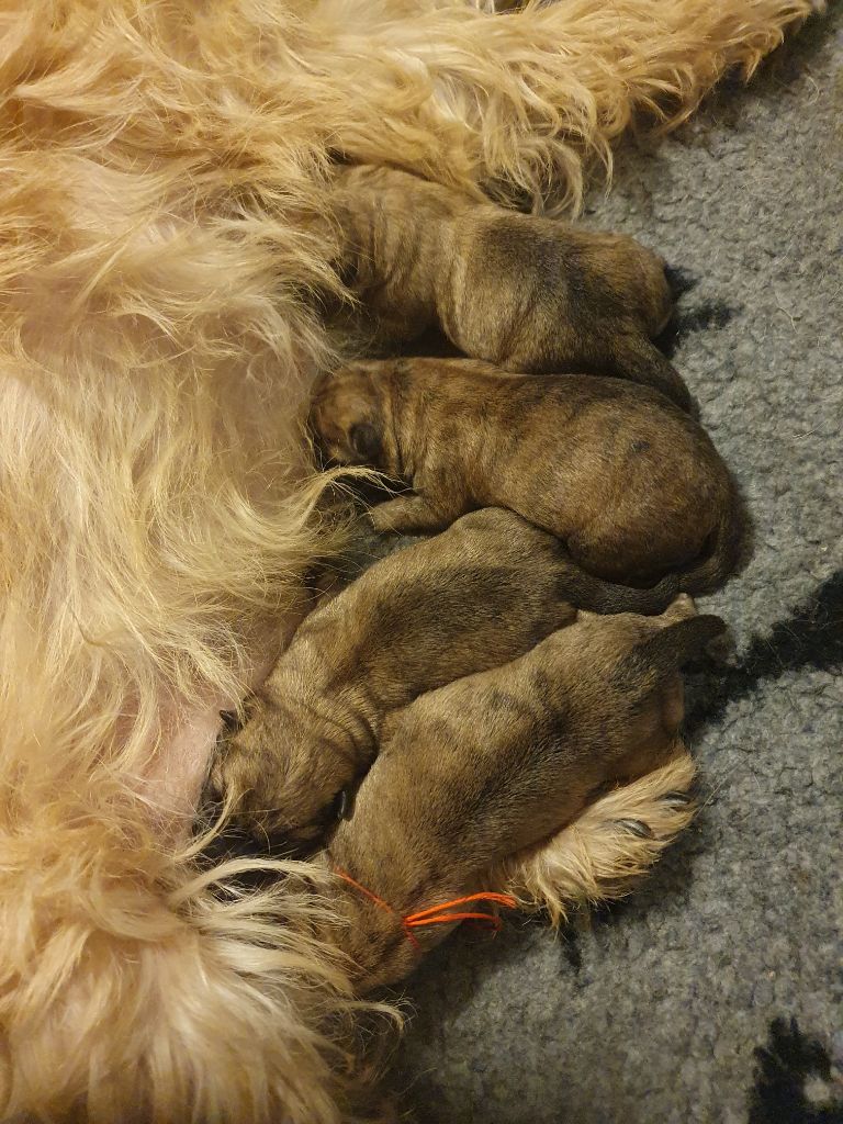 chiot Cairn Terrier des feux follets de la pataudière