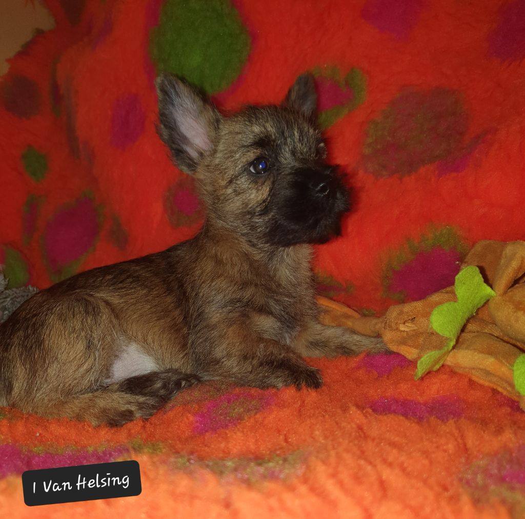 des feux follets de la pataudière - Chiot disponible  - Cairn Terrier