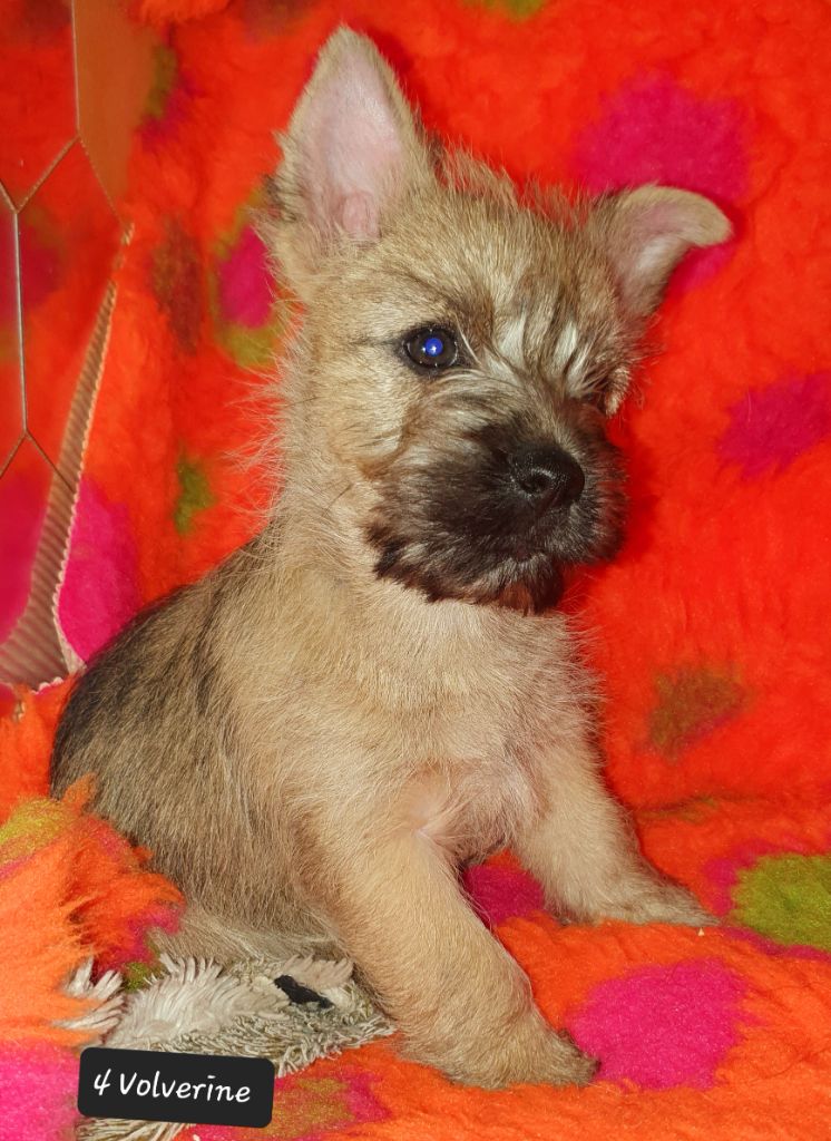 des feux follets de la pataudière - Chiot disponible  - Cairn Terrier