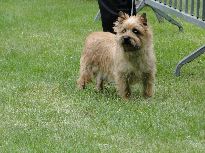 Fanny des feux follets de la pataudière