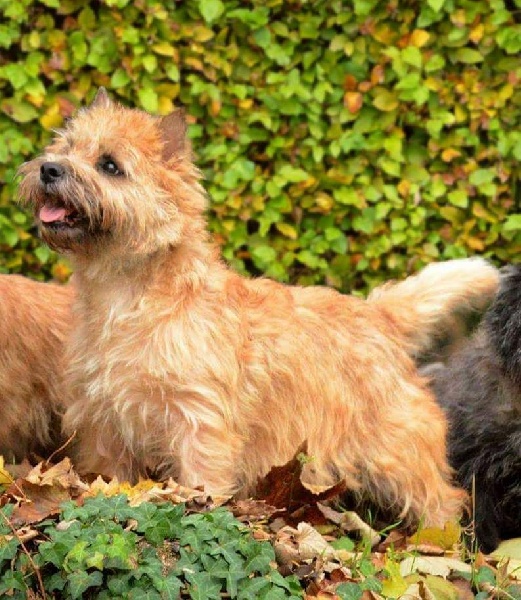 Hermine dite hermione des feux follets de la pataudière