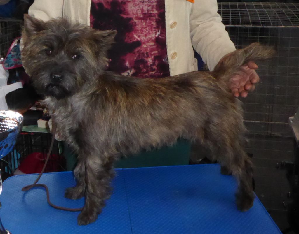 Raven des feux follets de la pataudière