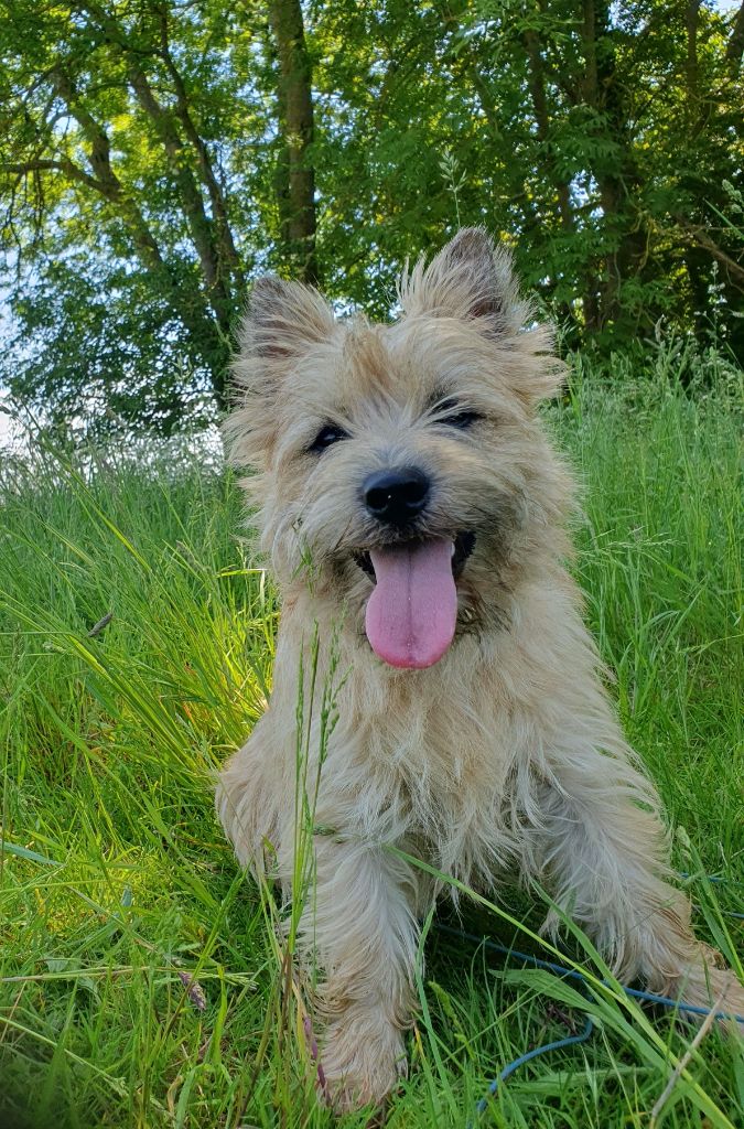 Volverine des feux follets de la pataudière