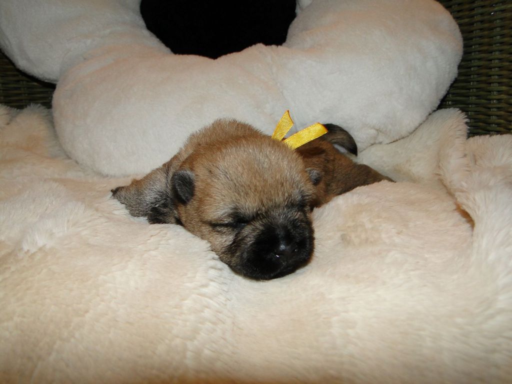 des feux follets de la pataudière - Chiots disponibles - Cairn Terrier