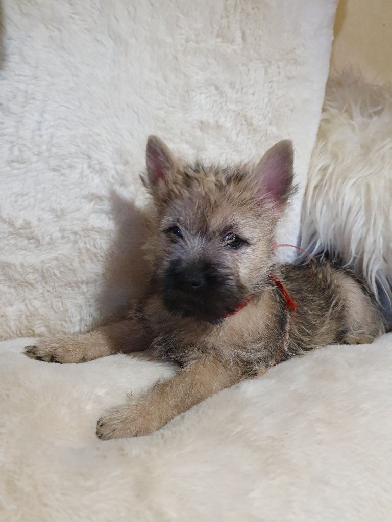 des feux follets de la pataudière - Chiots disponibles - Cairn Terrier