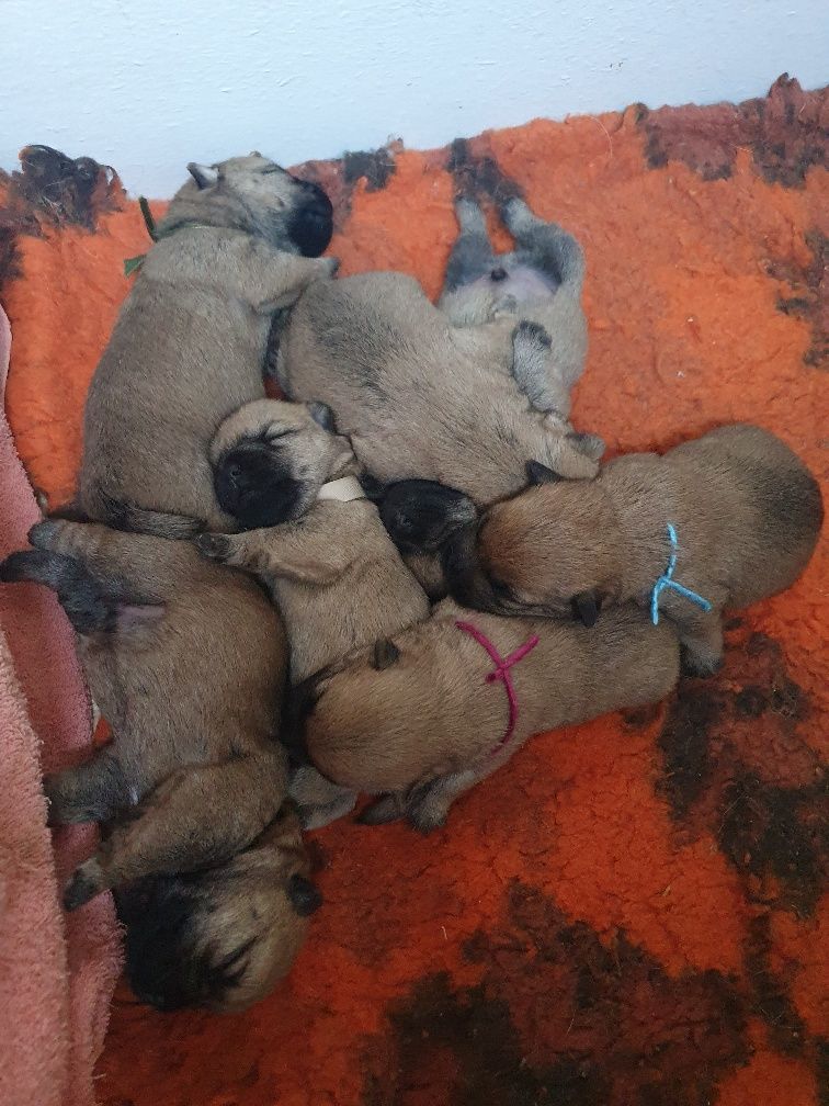Chiot Cairn Terrier des feux follets de la pataudière
