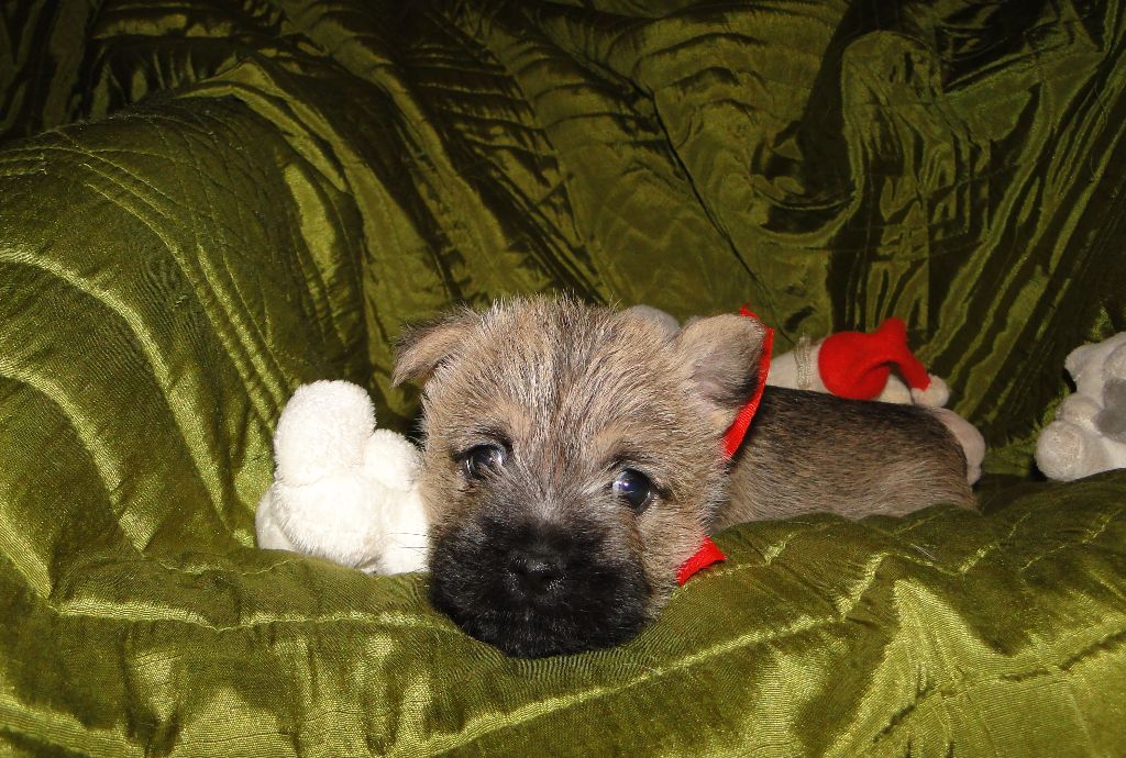 des feux follets de la pataudière - Chiots disponibles - Cairn Terrier