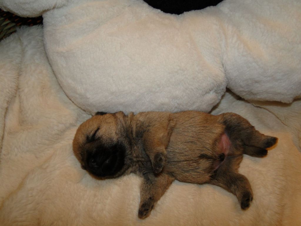 des feux follets de la pataudière - Chiots disponibles - Cairn Terrier