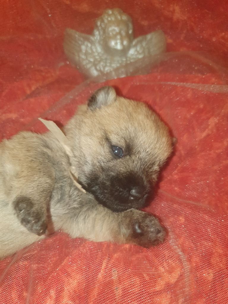 des feux follets de la pataudière - Chiots disponibles - Cairn Terrier