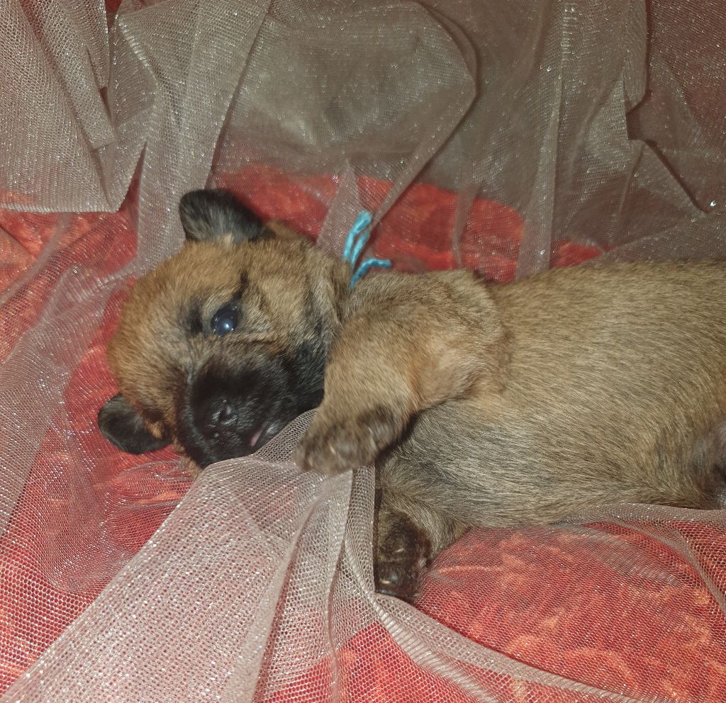des feux follets de la pataudière - Chiots disponibles - Cairn Terrier