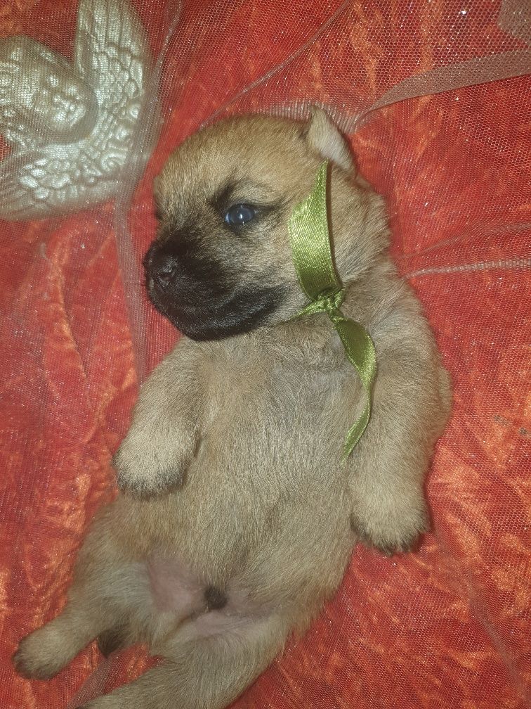 des feux follets de la pataudière - Chiots disponibles - Cairn Terrier