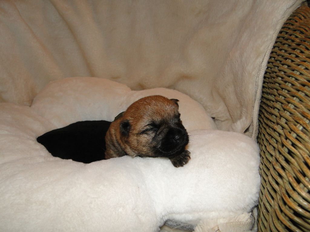 des feux follets de la pataudière - Chiots disponibles - Cairn Terrier