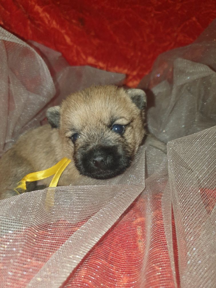 des feux follets de la pataudière - Chiots disponibles - Cairn Terrier