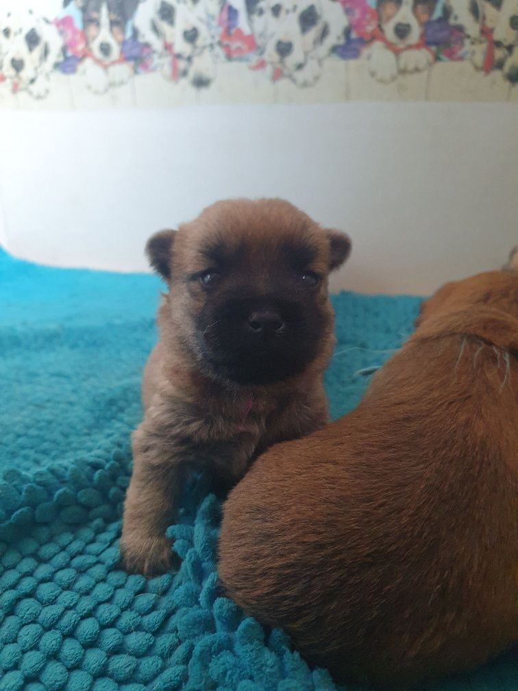 des feux follets de la pataudière - Chiots disponibles - Cairn Terrier