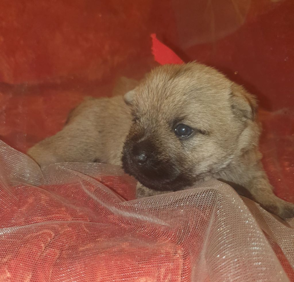 des feux follets de la pataudière - Chiots disponibles - Cairn Terrier