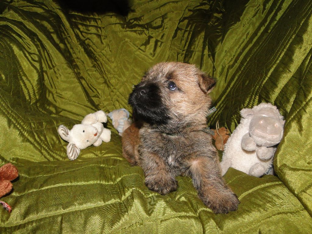 des feux follets de la pataudière - Chiots disponibles - Cairn Terrier