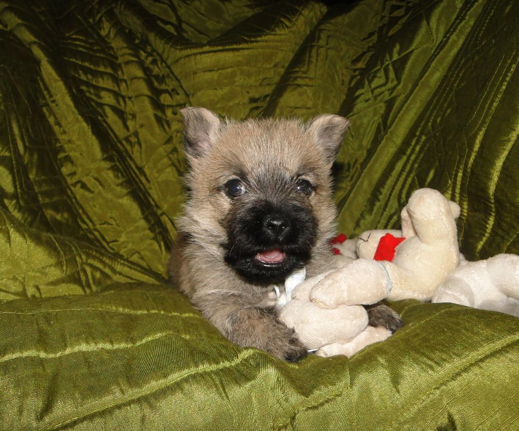 des feux follets de la pataudière - Chiots disponibles - Cairn Terrier