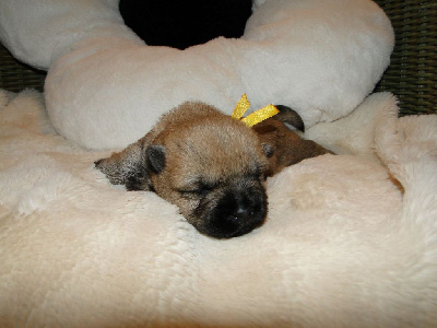 CHIOT 2
