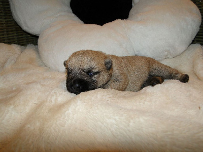 CHIOT 1