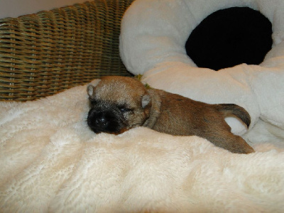 CHIOT 5