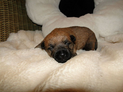 CHIOT 3