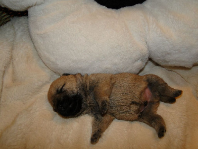 CHIOT 6