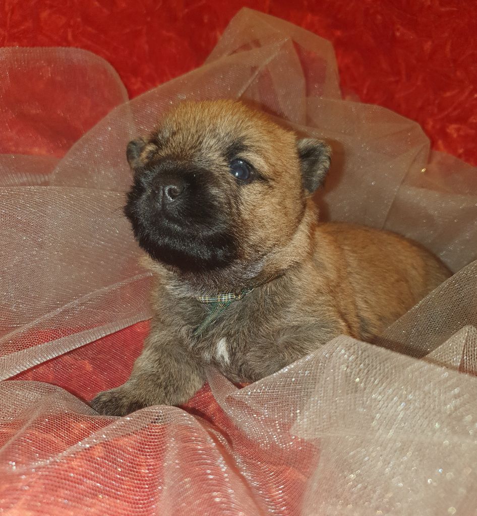 des feux follets de la pataudière - Chiots disponibles - Cairn Terrier