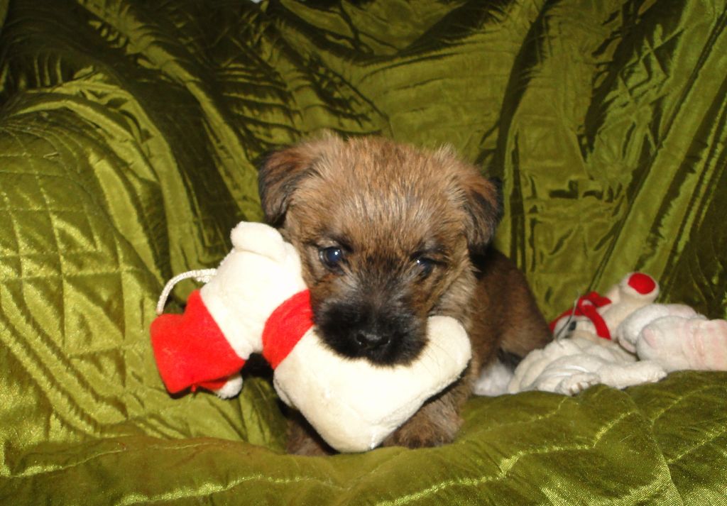 des feux follets de la pataudière - Chiots disponibles - Cairn Terrier