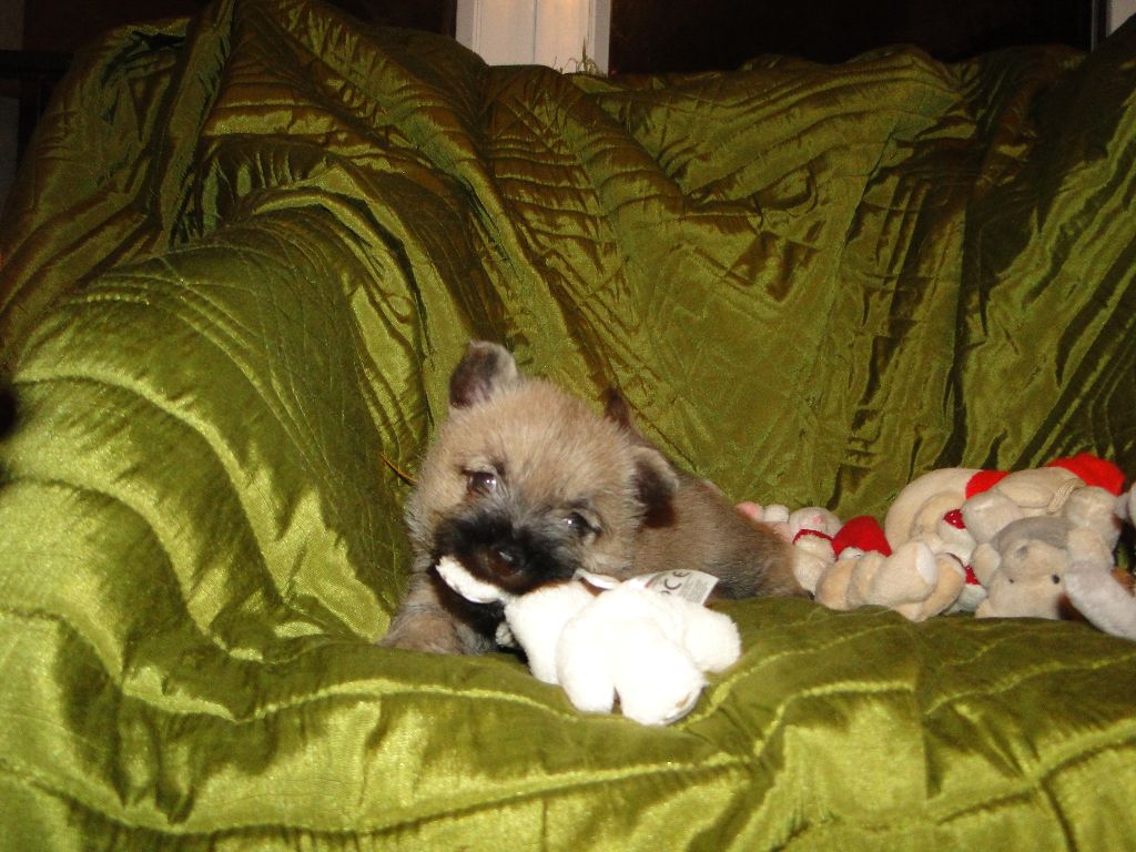 des feux follets de la pataudière - Chiots disponibles - Cairn Terrier