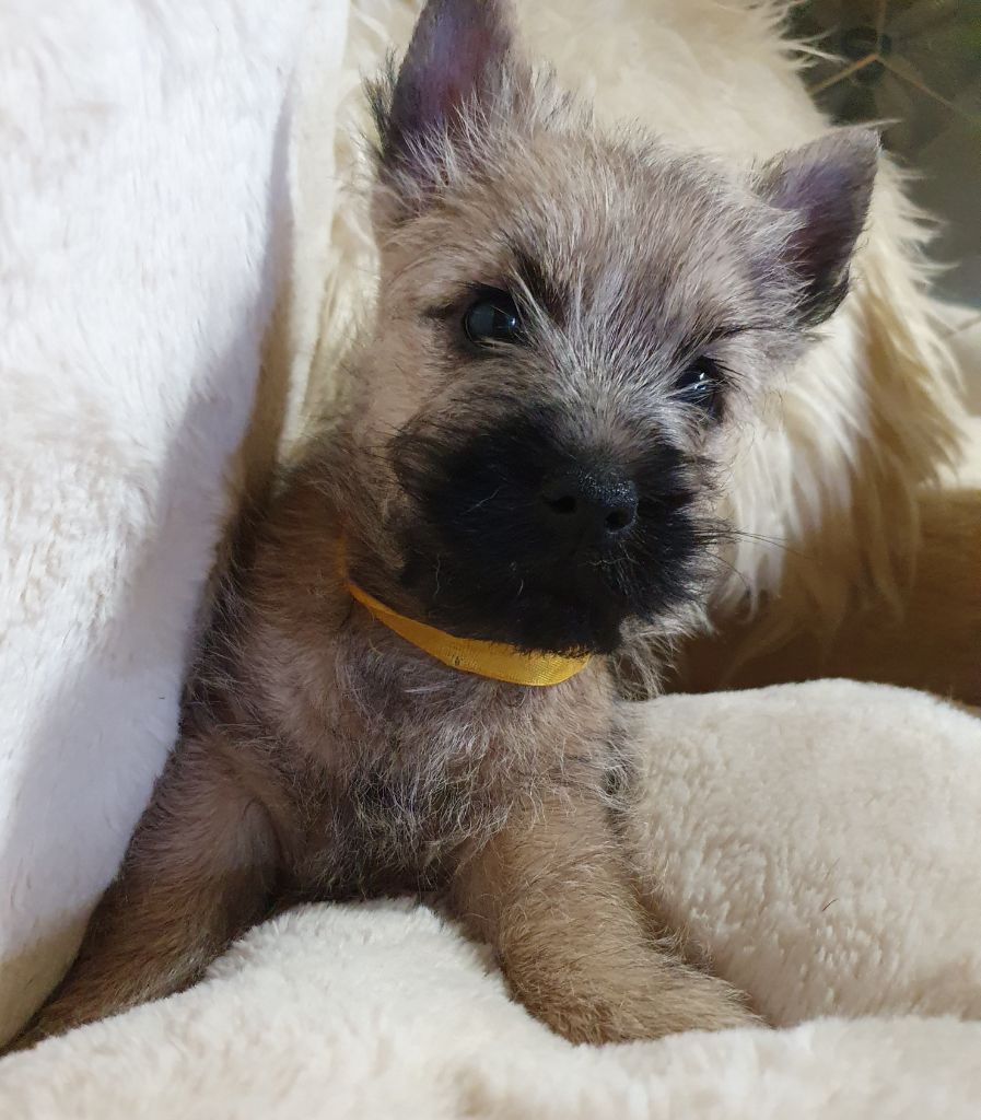 des feux follets de la pataudière - Chiots disponibles - Cairn Terrier