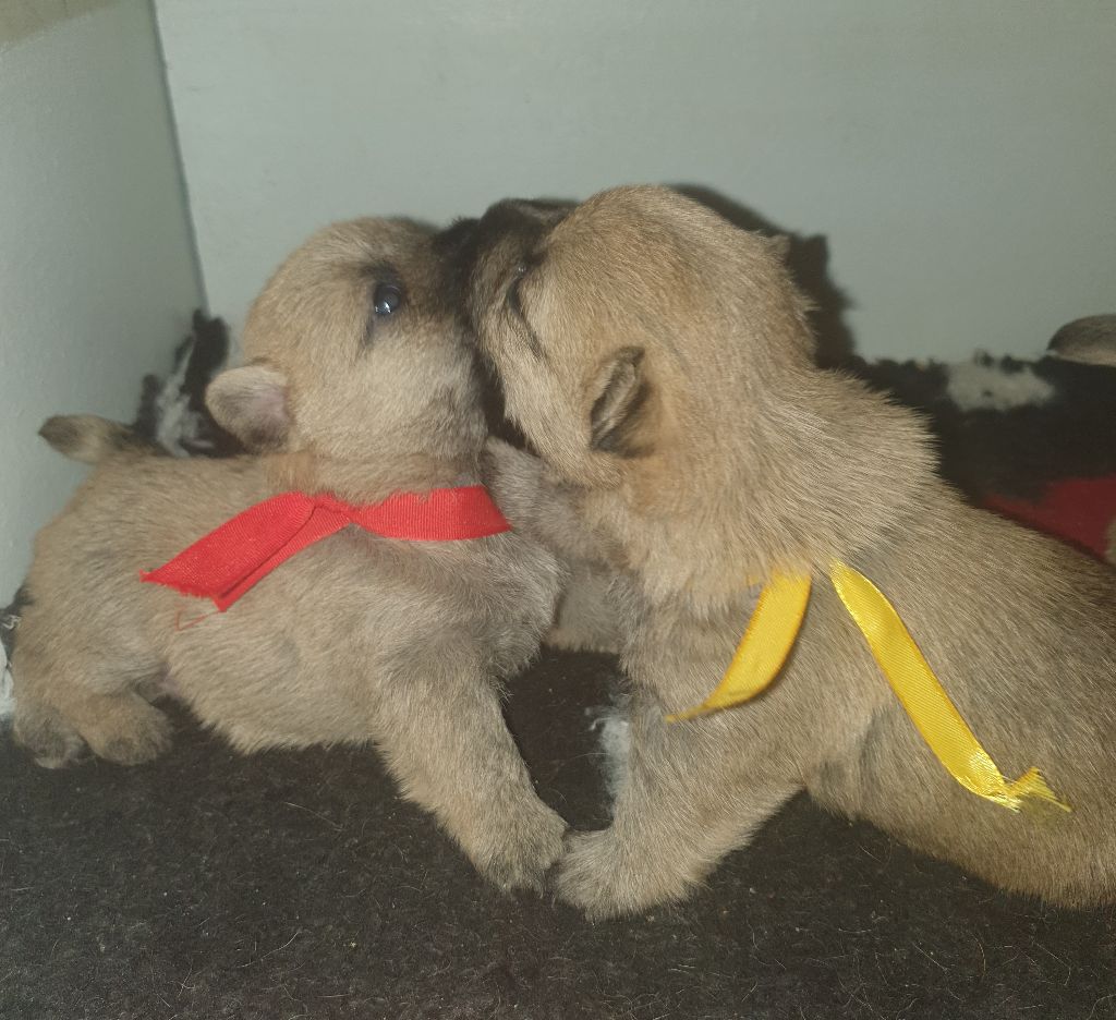 Chiot Cairn Terrier des feux follets de la pataudière